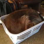 das kommt davon, wenn es nicht genügend Hundebetten gibt ;-)