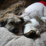 Kimba und Nanuk auf dem Hundebett