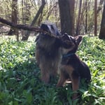 Stöckchenspielen zwischen dem Bärlauch