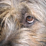 können diese Augen lügen?