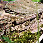 Gut getarnt: Ein Zauneidechsen-Weibchen auf einem Baumstamm © B. Mayer