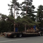 移植場所への運搬