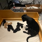 Quinta mit den Welpen