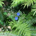 Botanischer Garten im...