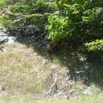 der erste Bär - im Klamath National Forest