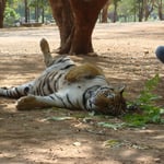 im Tiger Temple