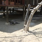 Komodo Varanen / Komodo Dragons