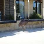 auf dem Zeltplatz von Monkey Mia