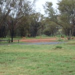 Dingos auf dem Zeltplatz