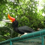 Hornbill