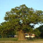 Boab Tree