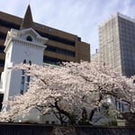 教会の桜
