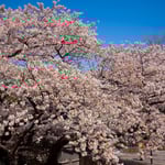 開港広場脇の大桜