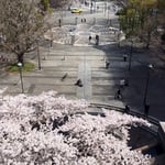 教会の桜と開港広場