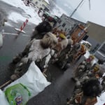 Back - Street - Boys ?