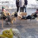 Auge um Auge, Fuss um Fuss