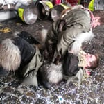 " ..... aber i ha der gseit, kei wiiiiissssiiiiiii Konfetti !!!!! ...... "