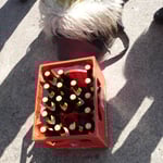 tolles Gastgeschenk eines Schnuppergnomen, danke Markus!