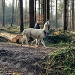 Person führt ein Alpaka auf einem Naturpfad im Ebersberger Forst