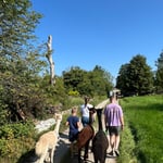 Gruppe wandert mit Alpakas über Feldweg beim Insektenhotel