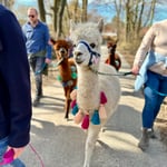 Teilnehmergruppe auf der Alpaka‑Wanderung ‚Über Stock und Stein