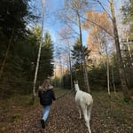 Mensch und Lama in entspannter Atmosphäre unterwegs