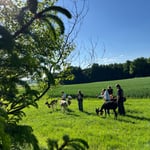 Lama und Alpaka beim Grasen auf der Fresswiese