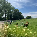 Ruhige Szene mit Alpakas auf der Fresswiese