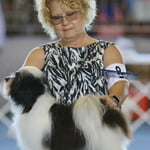 ハバニーズ　ドッグショー　クリスティ　【Christie】（♀）CH(AM)