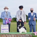 ハバニーズ　ドッグショー　シャンティ　SHANTY　(♀)