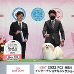 ハバニーズ　ドッグショー　快　KAI　(♂)