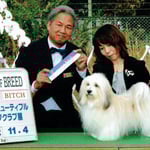 ハバニーズ　ドッグショー　詩【UTA】（♀）INT.CH/CH