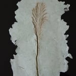 Contemporary Fossil -  16"x 12" Ostrich Fern casting with natural coloration