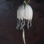 Glockenblume Nr. | Bell flower No. 8 |   35 €   | Ø ca. 14 cm