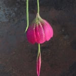 Glockenblume Nr. | Bell flower No. 2 |   30 €   | Ø ca. 14 cm