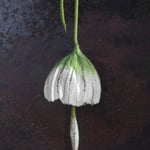 Glockenblume Nr. | Bell flower No. 9 |   30 €   | Ø ca. 14 cm