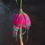 Glockenblume Nr. | Bell flower No. 1 |   35 €   | Ø ca. 14 cm