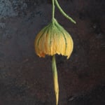 Glockenblume Nr. | Bell flower No. 6 |   30 €   | Ø ca. 14 cm