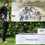 English Toy Terrier Rüde "X-pected Diamond Black Heartbreaker"