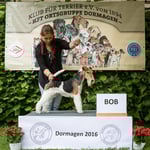 Drahthaar-Foxtterier Rüde "Hampton Court's Charles"