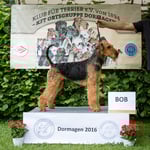 Airedale Terrier Rüde "Dr's Unplugged Captain Kirk"