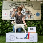 Parson Russel Terrier Hündin "Sun Moon Stars Ally"