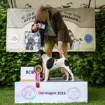 Glatthaar-Foxterrier Hündin "Gina-Lisa vom Silvertbach"