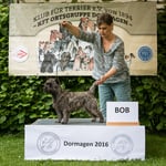 Cairn Terrier Hündin "Imani Wizard of Wishes"