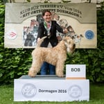 ISCW Rüde "Wheaten Rebel's Like an Irish Lord"