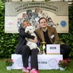 WHW Terrier Hündin "Bettyhill's Godsend Zoe" BIS