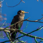 Olympus M.Zuiko 300 f4 IS Pro