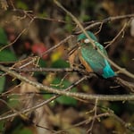 Olympus M.Zuiko 300 f4 IS Pro