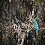 Olympus M.Zuiko 300 f4 IS Pro