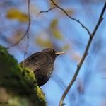 Olympus M.Zuiko 300 f4 IS Pro